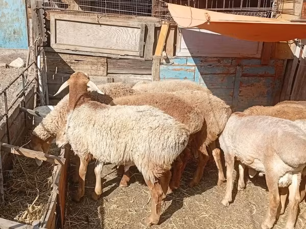 公羊, Rhon sheep