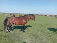 Klisna, Mugalzhar horse — foto 1