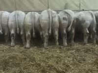 Taureau, Simmental cattle — photo 5