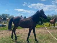 حصان, Hucul pony — الصورة 3