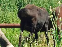 Ovce, Arashan sheep — foto 1