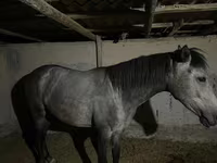 Jument, Thoroughbred horse — photo 3