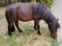 घोड़ा, Shetland Pony — फ़ोटो 4