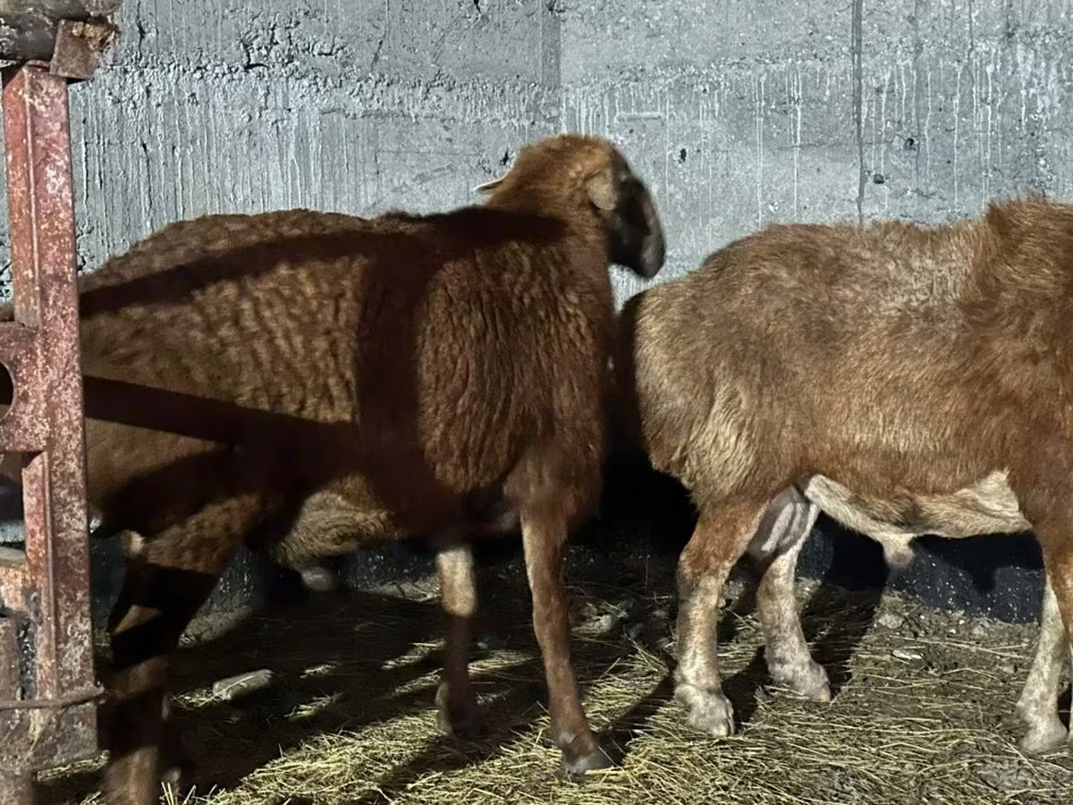 公羊, Edilbay sheep