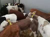 Bovins (lot, sexe non indiqué), Simmental cattle — photo 2