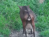 母山羊, Irish goat — 照片 2