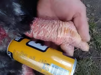 Chickens — Foto 1