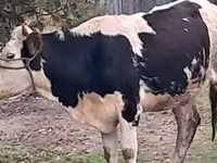 Taureau, Simmental cattle — photo 1