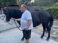 Klisna, Hucul pony — foto 3