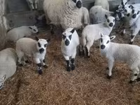 Carneiro, Cerry Hill sheep — foto 2