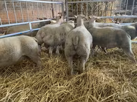 Ovce, Charollais sheep — foto 3