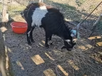 Bode, Pomellata goat — foto 2
