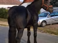 Hengst, Friesian — Foto 2