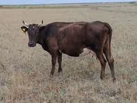 Vache, Ukrainian grey cattle — photo 4
