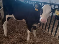 Vaca, Aberdeen-Angus — foto 3