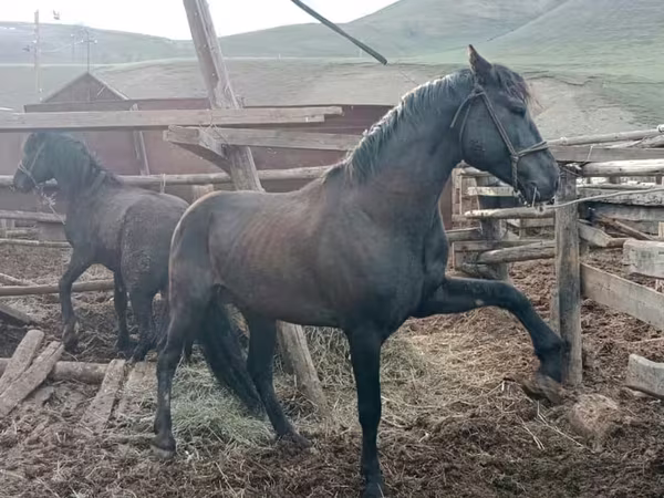 Kůň, Altai horse