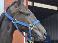 Cheval, Rocky Mountain Horse — photo 4