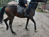 حصان, Thoroughbred horse — الصورة 4