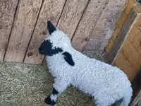 Widder, Wallis Country sheep — Foto 2