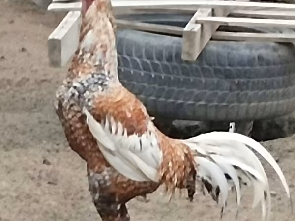 Poule tchèque dorée mouchetée