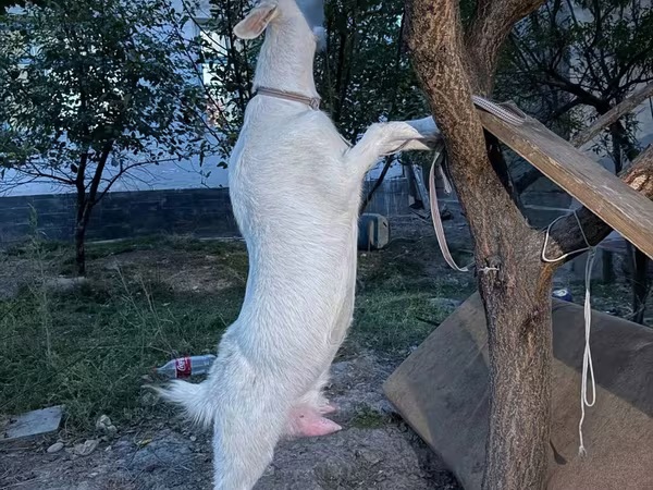 母山羊, Russian White goat