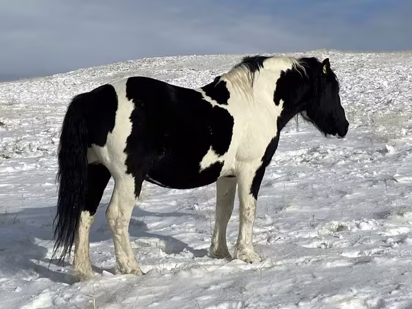 Cheval, Mugalzhar horse