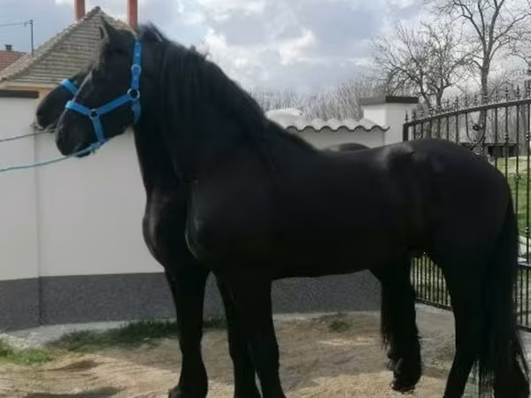 Horse (M), Friesian