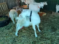 बकरी, Pomellata goat — फ़ोटो 5