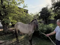 Horse (M), Tiger horse — photo 2