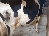 Vache, Race Alatauskaya — photo 8