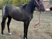 Caballo, Orlov Trotter — foto 1