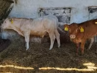 सांड, Simmental cattle — फ़ोटो 4