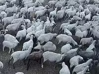 Brebis, Hampshire sheep — photo 2