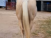 Cheval, Quarter Horse — photo 8