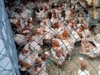 Chickens — Foto 1