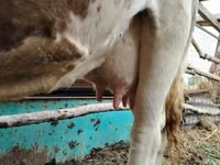 गाय, Simmental cattle — फ़ोटो 2