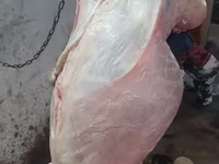 公羊, Adal sheep — 照片 8