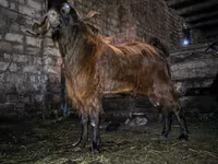 Boucs, Kamori goats — photo 3