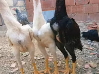 Chickens — photo 2