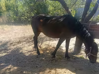 母马, Kyrgyz Horse — 照片 1