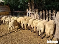 Schafe (Partie, Geschlecht nicht angegeben), Schafe — Foto 1