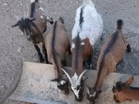 公山羊, Pomellata goat — 照片 4