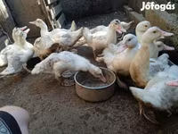 Ducks — 照片 5