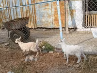 母山羊, Saanen goat — 照片 3