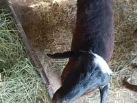 Bélier, Moutons — photo 3