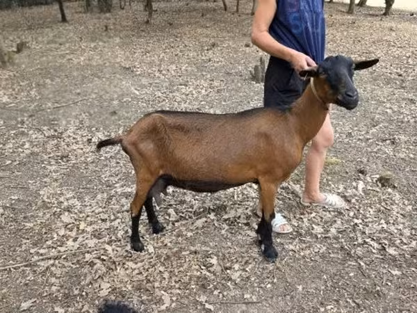 Коза, Альпийская коза