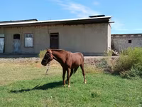 Cheval, Vladimir heavy draft — photo 4