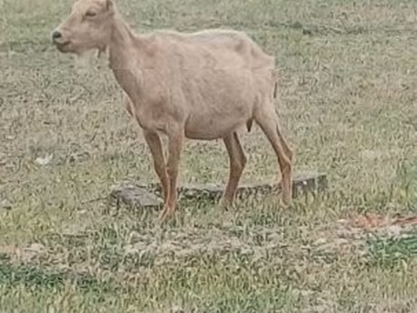公山羊, Saanen goat