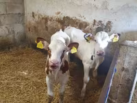 Buğa, Simmental cattle — foto 2
