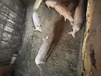 मादा सूअर, Ландрас — फ़ोटो 8